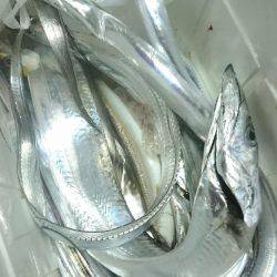 シースナイパー海龍 釣果