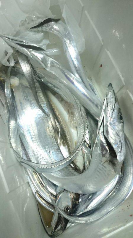 シースナイパー海龍 釣果