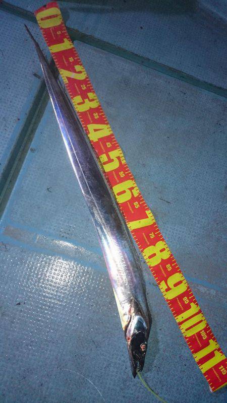 シースナイパー海龍 釣果