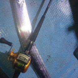 シースナイパー海龍 釣果