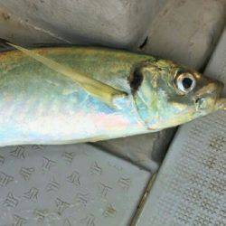 ブルースフィッシングサービス 釣果