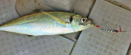 ブルースフィッシングサービス 釣果