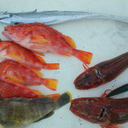 Monster Rush! 釣果