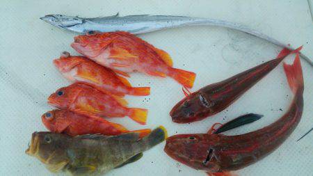 Monster Rush! 釣果