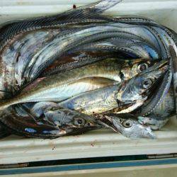 小島丸 釣果