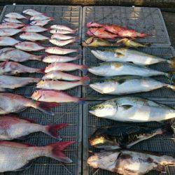 ARCADIAⅡ （アルカディアⅡ） 釣果