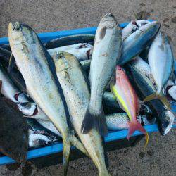 第三共栄丸 釣果