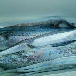 Monster Rush! 釣果