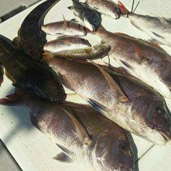 タイラバ遊漁船 ワンピース 釣果