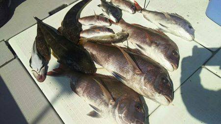 タイラバ遊漁船 ワンピース 釣果