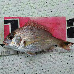 タイラバ遊漁船 ワンピース 釣果