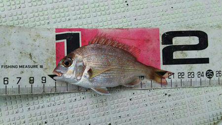 タイラバ遊漁船 ワンピース 釣果