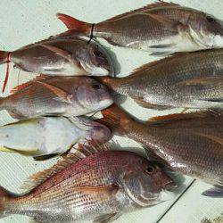 タイラバ遊漁船 ワンピース 釣果