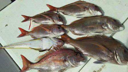 タイラバ遊漁船 ワンピース 釣果