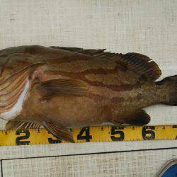 Monster Rush! 釣果