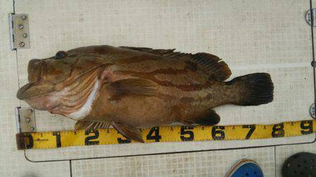 Monster Rush! 釣果