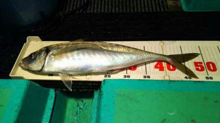 和栄丸 釣果