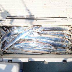 フィッシング　キッタカ 釣果