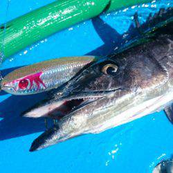 第三共栄丸 釣果