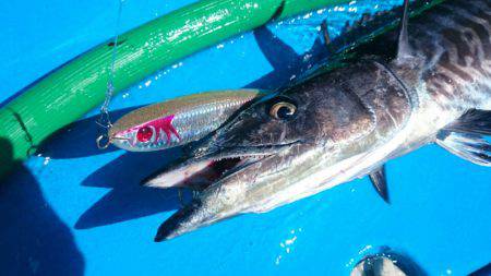 第三共栄丸 釣果