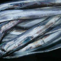 サンマリン 釣果