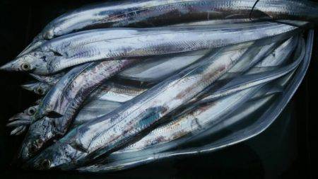 サンマリン 釣果