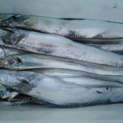 サンマリン 釣果