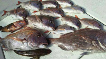 タイラバ遊漁船 ワンピース 釣果