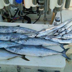 Monster Rush! 釣果