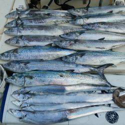 Monster Rush! 釣果