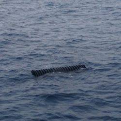 第三共栄丸 釣果