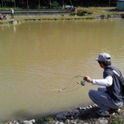 つりぼりあかし 釣果