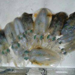 Monster Rush! 釣果