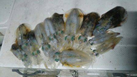 Monster Rush! 釣果