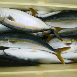 サンマリン 釣果