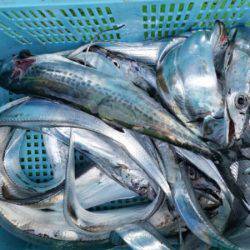 小島丸 釣果