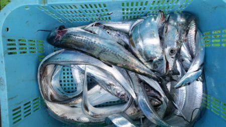 小島丸 釣果