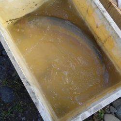 つりぼりあかし 釣果