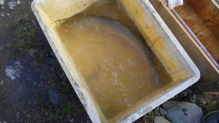 つりぼりあかし 釣果