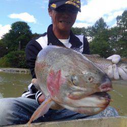 つりぼりあかし 釣果