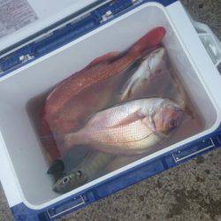 第三共栄丸 釣果