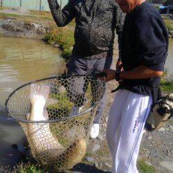 つりぼりあかし 釣果