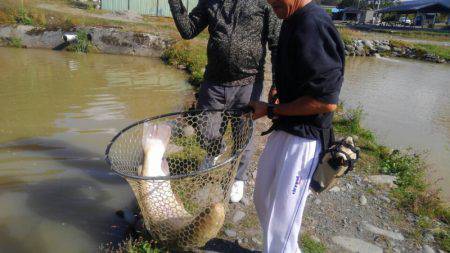つりぼりあかし 釣果