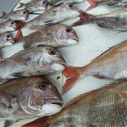 タイラバ遊漁船 ワンピース 釣果