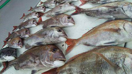 タイラバ遊漁船 ワンピース 釣果