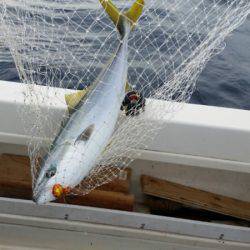 ブルドック 釣果