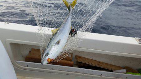 ブルドック 釣果