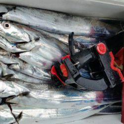 金沢八景鴨下丸 釣果