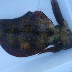 あみや渡船 釣果