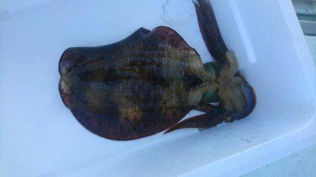 あみや渡船 釣果